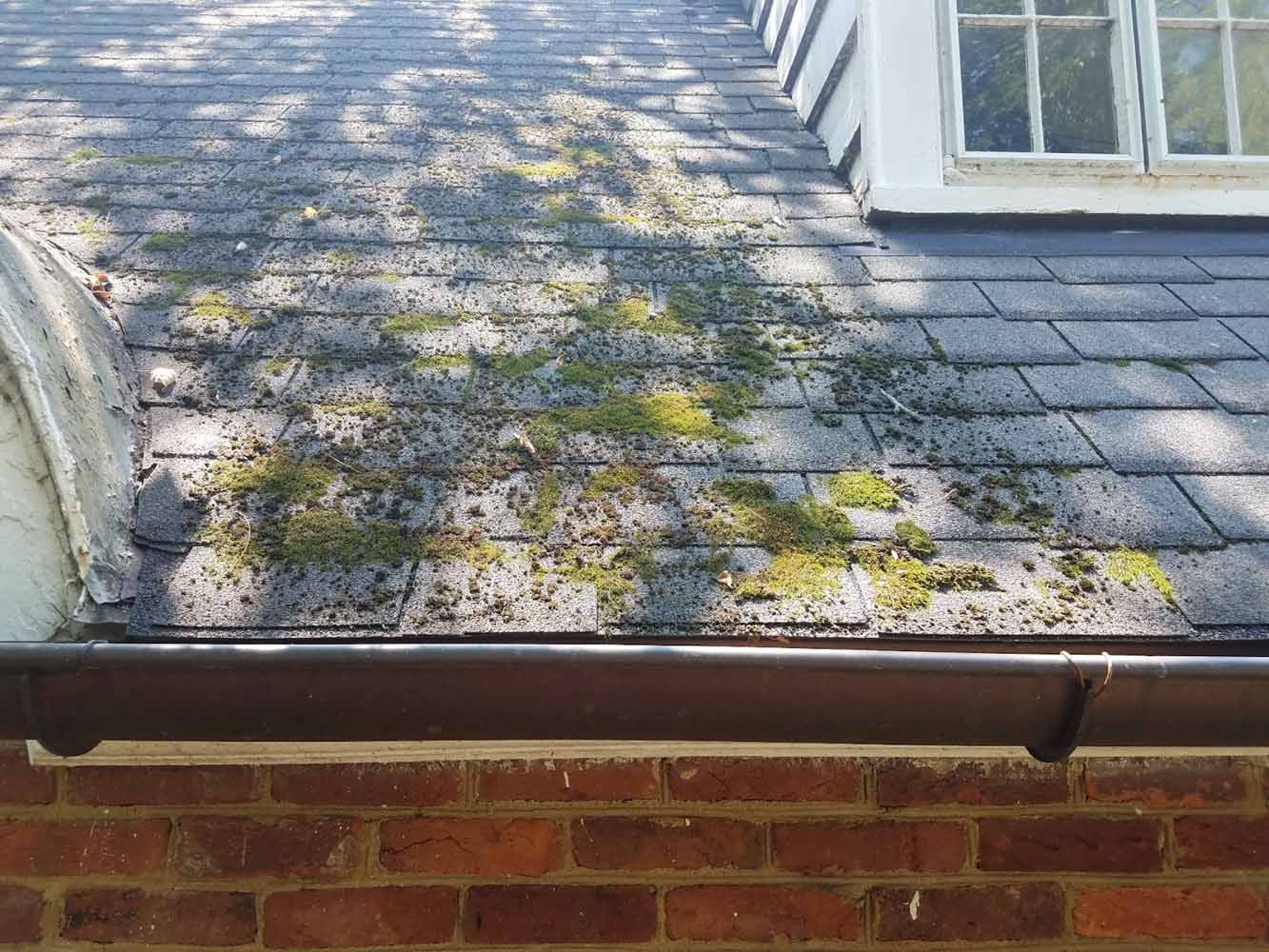 Moss growing on roof shingles