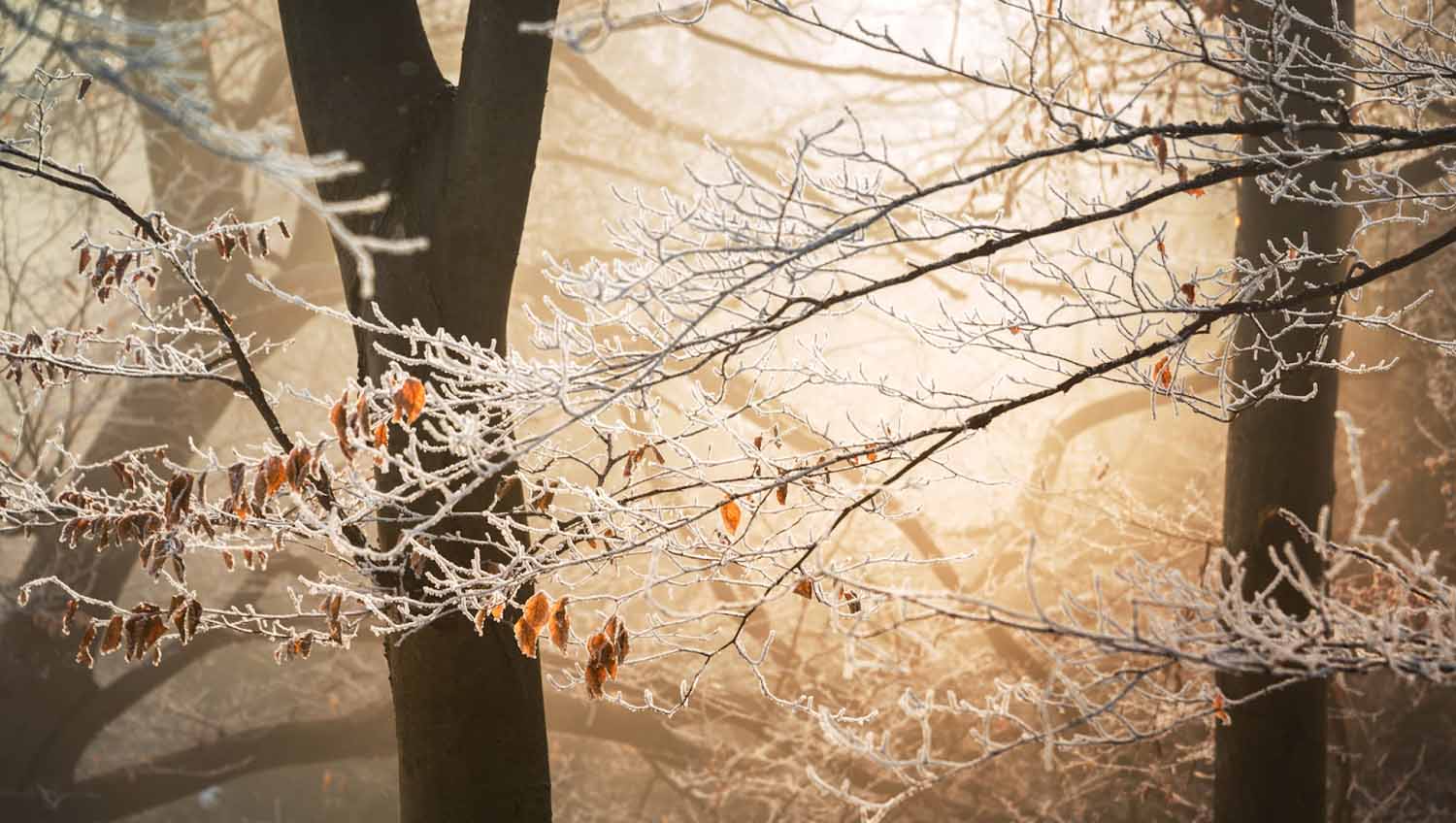 Trees with branches covered in ice, with a few dead leaves