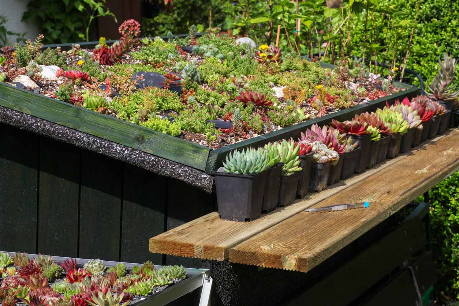 Succulent garden on the roof of a wooden shed