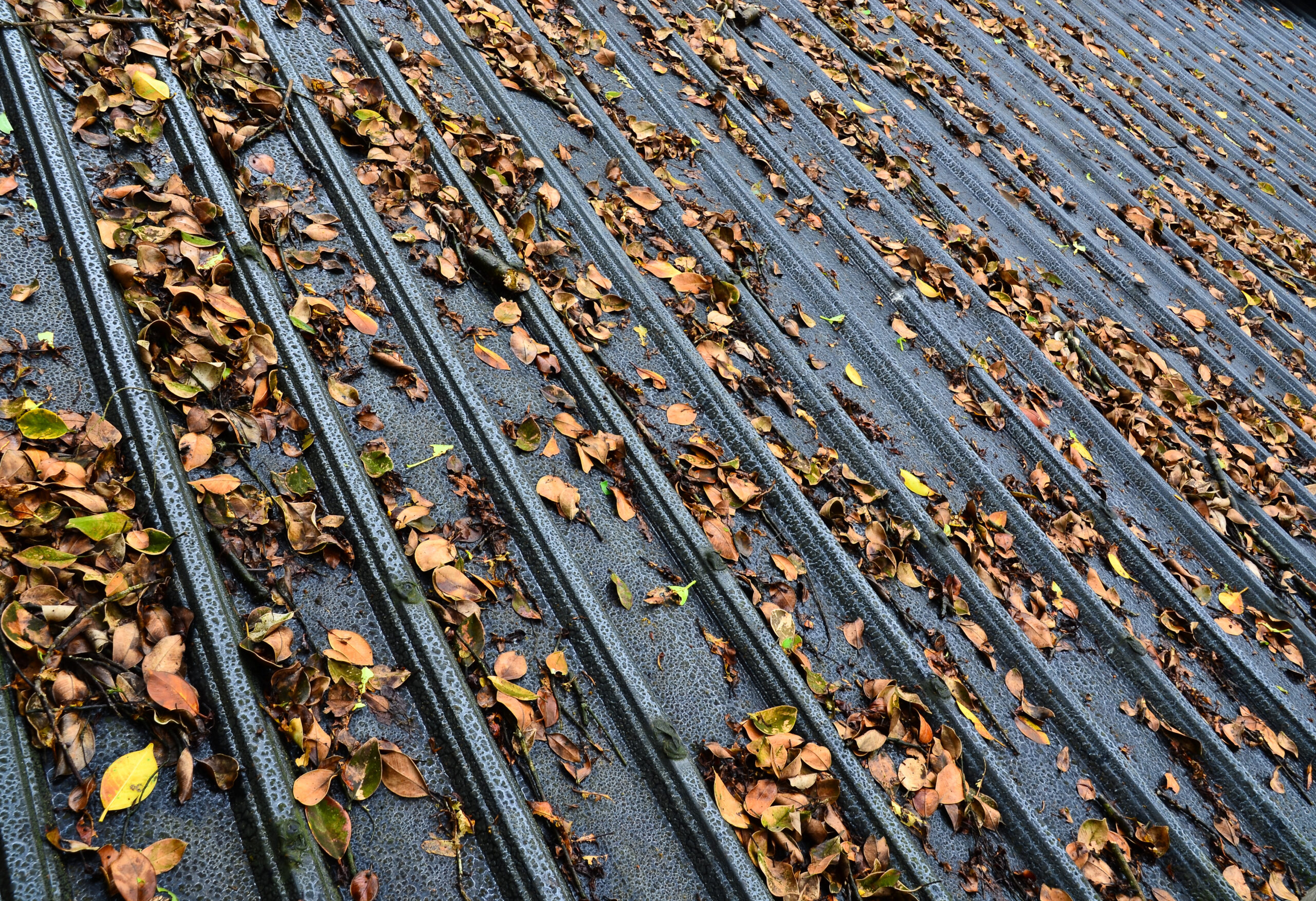 Metal roof covered in fallen leaves and algae