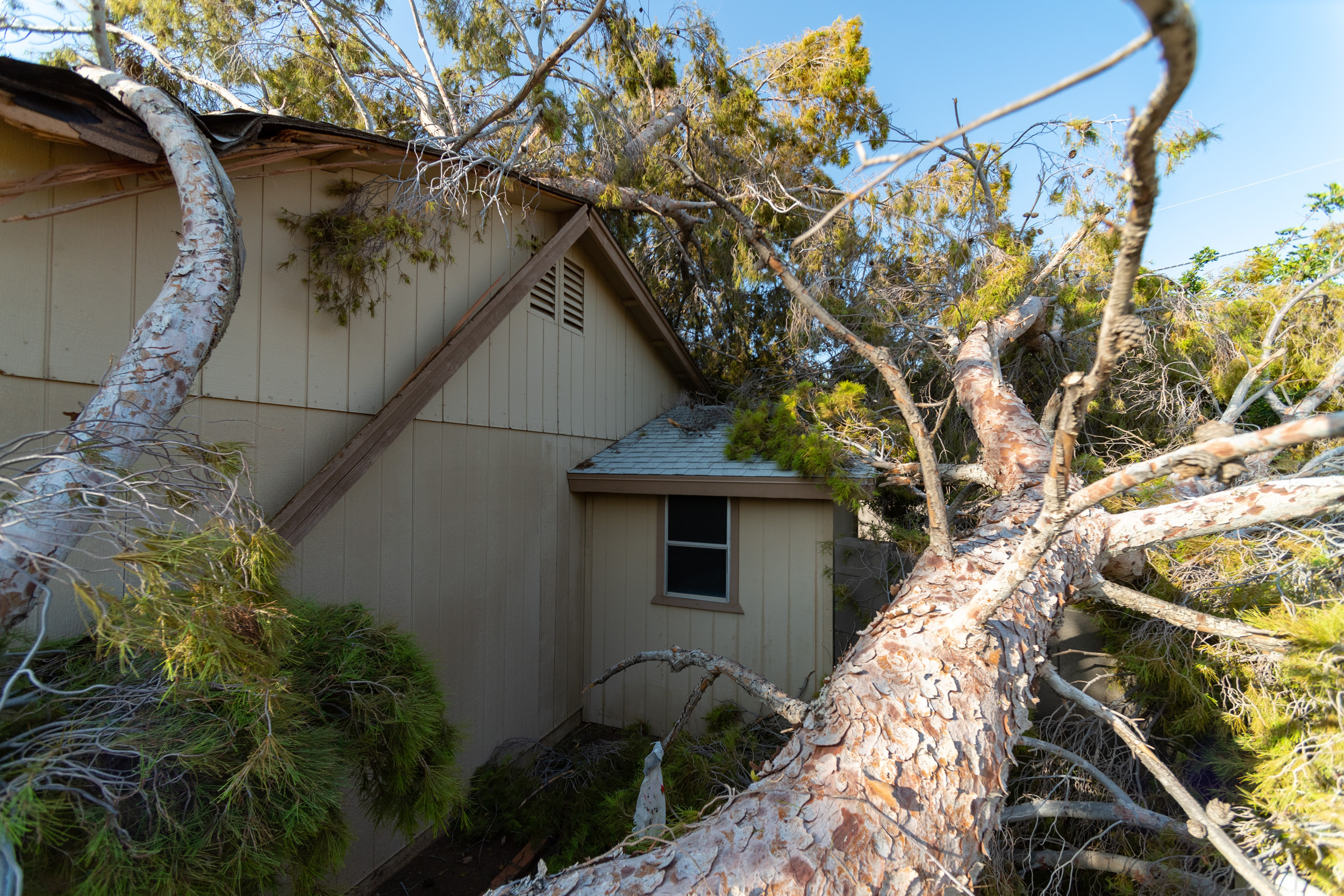Tree damage to roof after major storm natural disaster