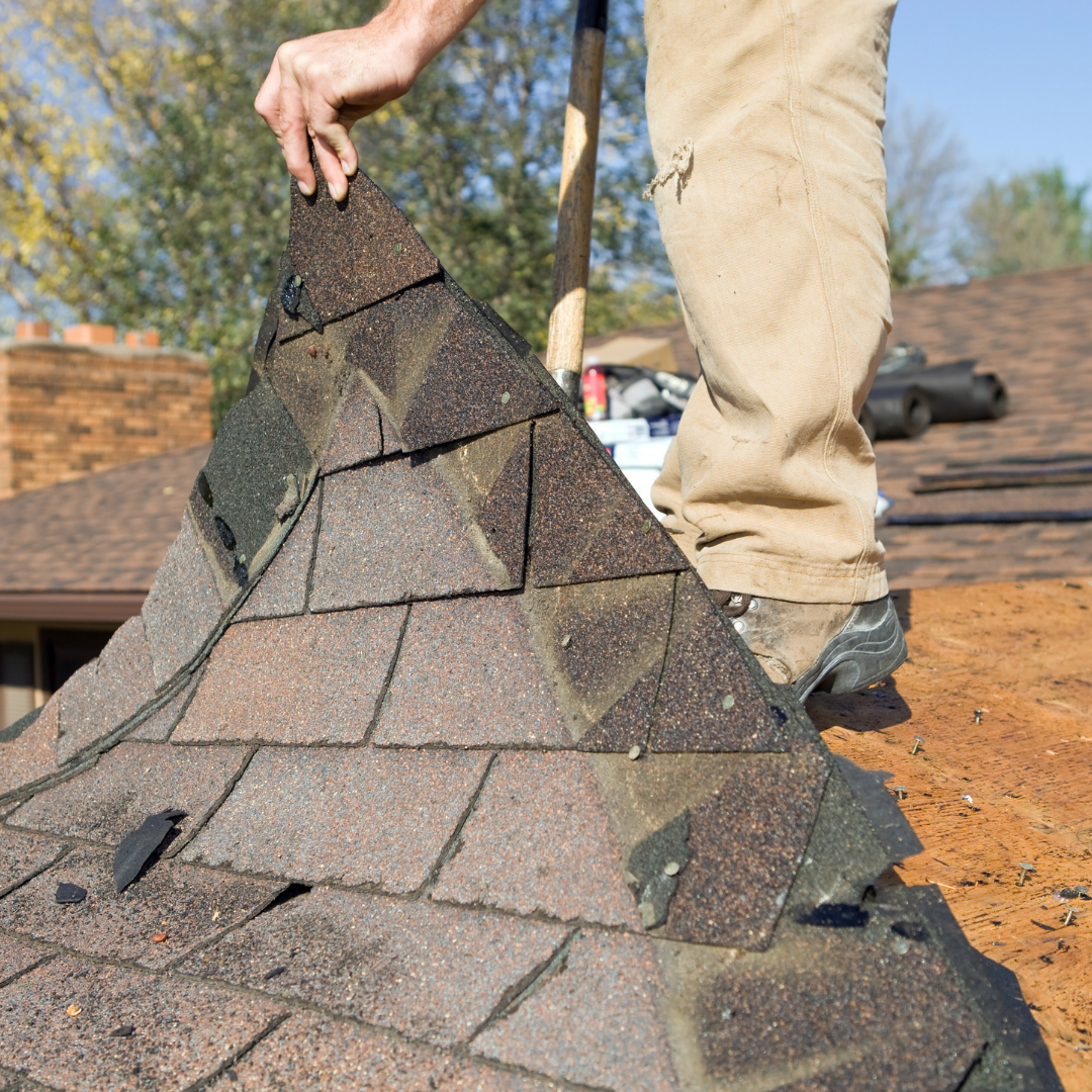 Worker lifting a layer of asphalt shingles from a roof for repair or replacement, using a pry bar. 